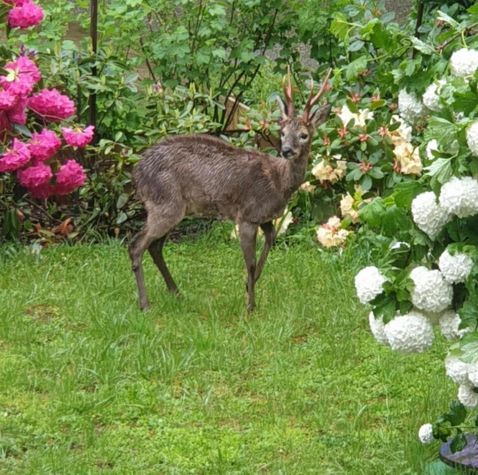 Les Tables Aux Vaches Raviege Hotel La Salvetat-sur-Agout Luaran gambar